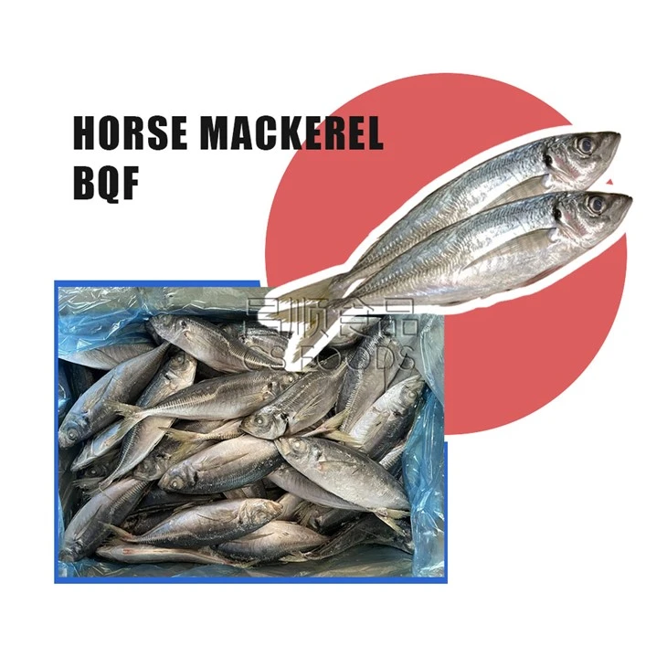 Light Catch BQF Horse Mackerel